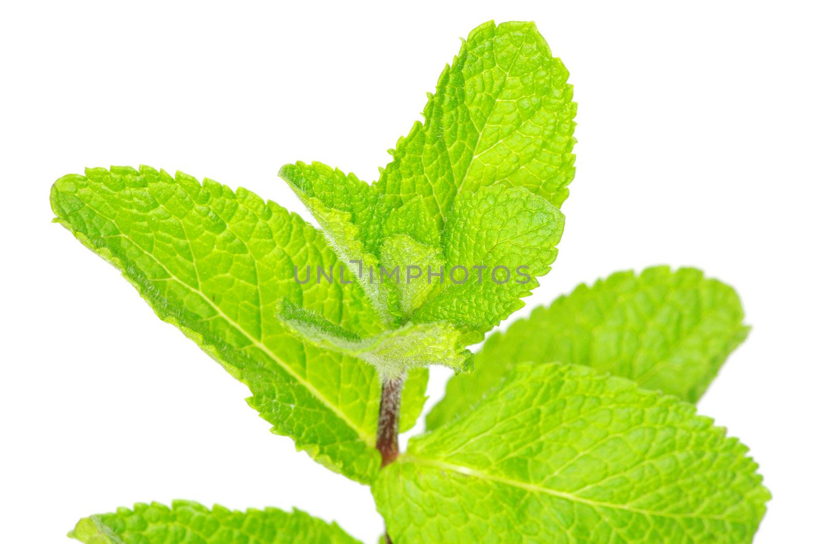 Fresh green mint isolated on white