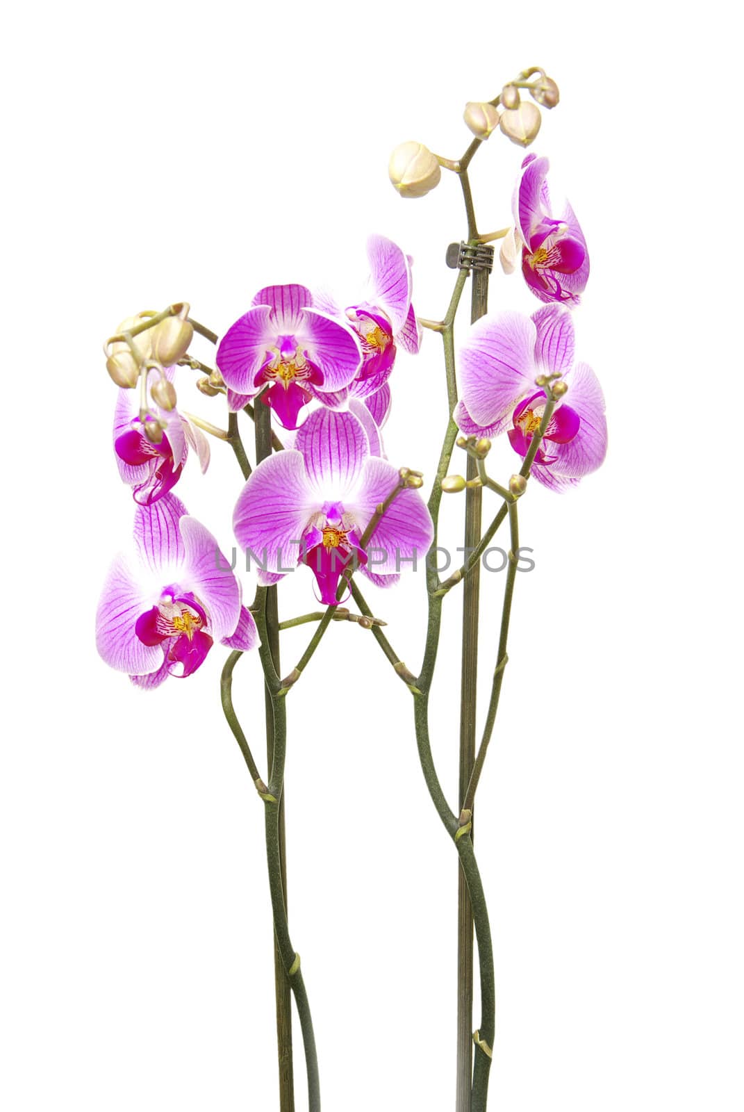 Pink orchid isolated on a white background