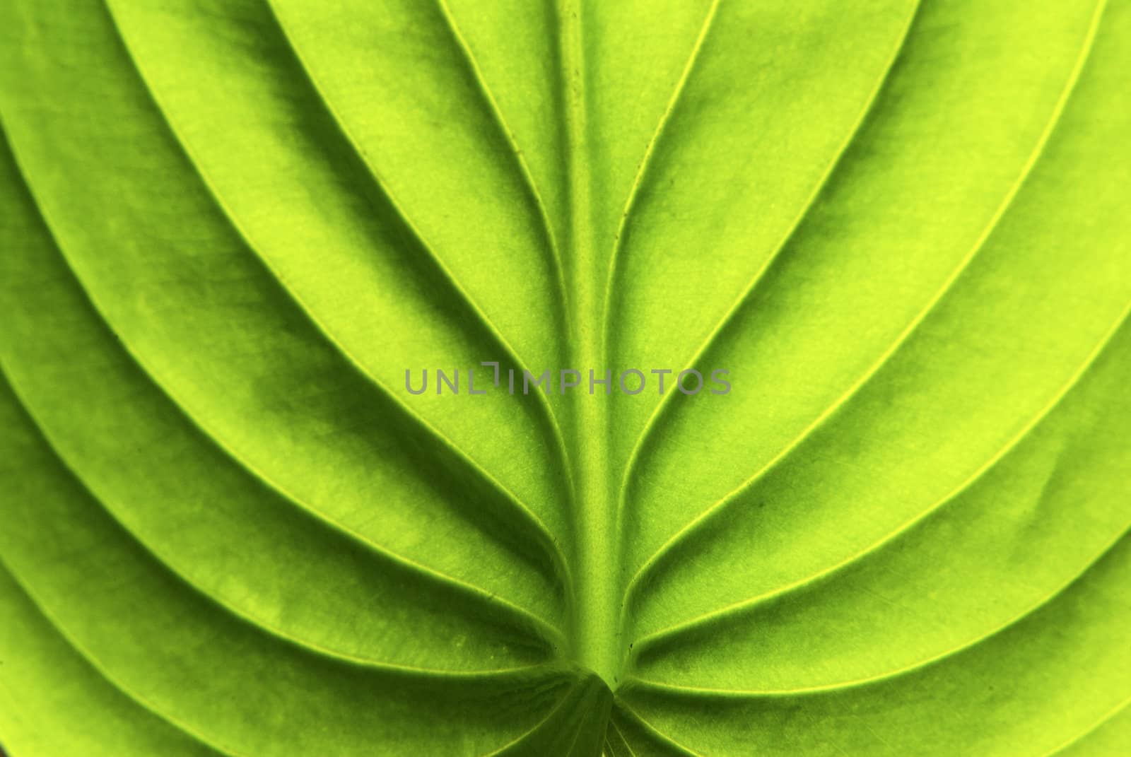 structure of leaf natural background