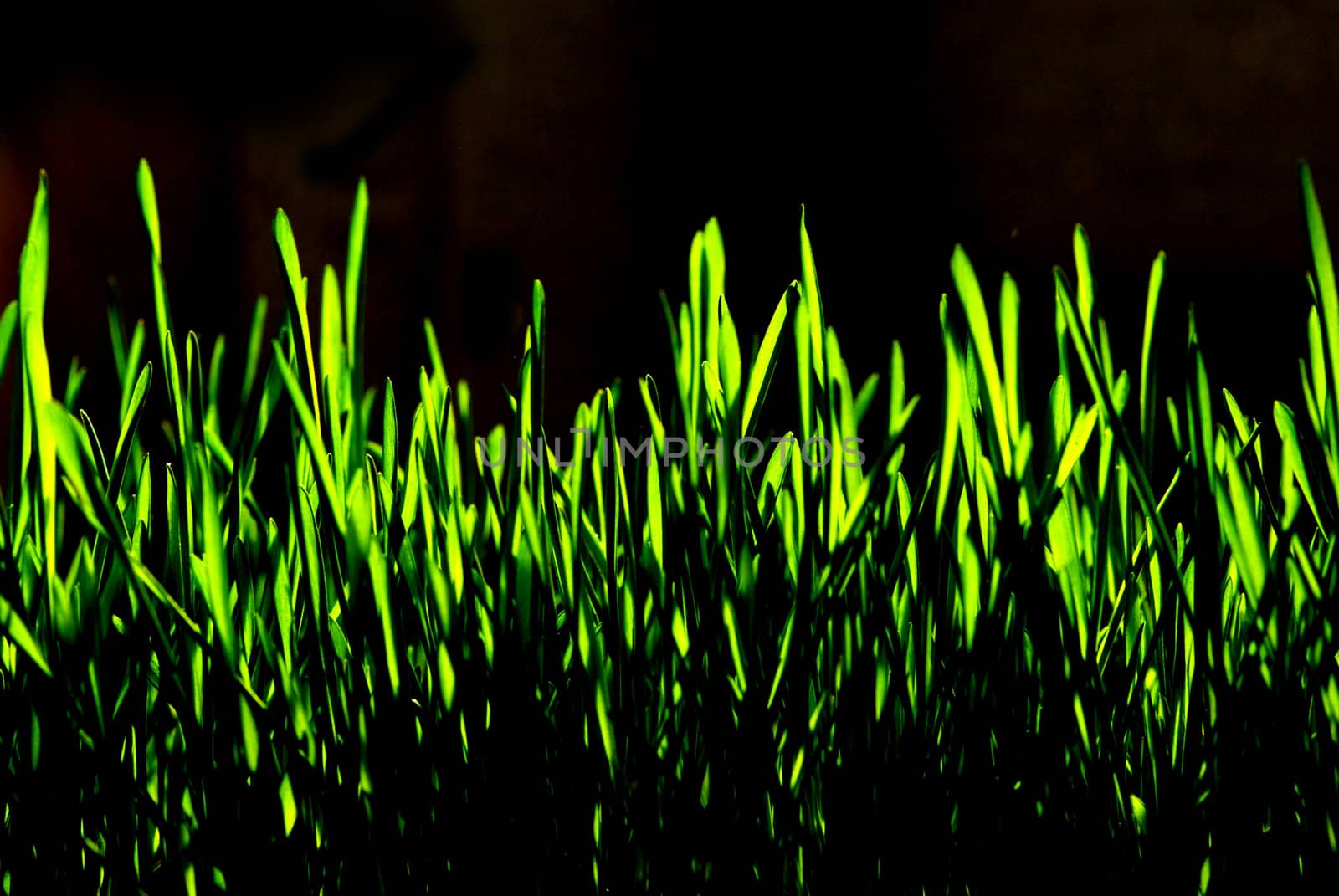 Green grass isolated on black background