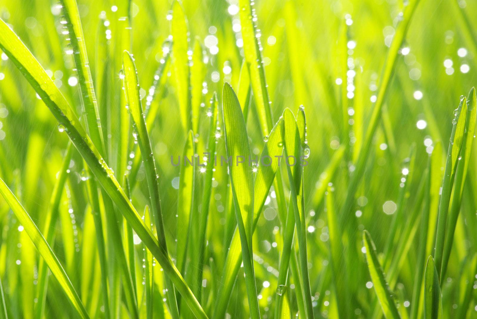 Dew drop on a blade of grass 