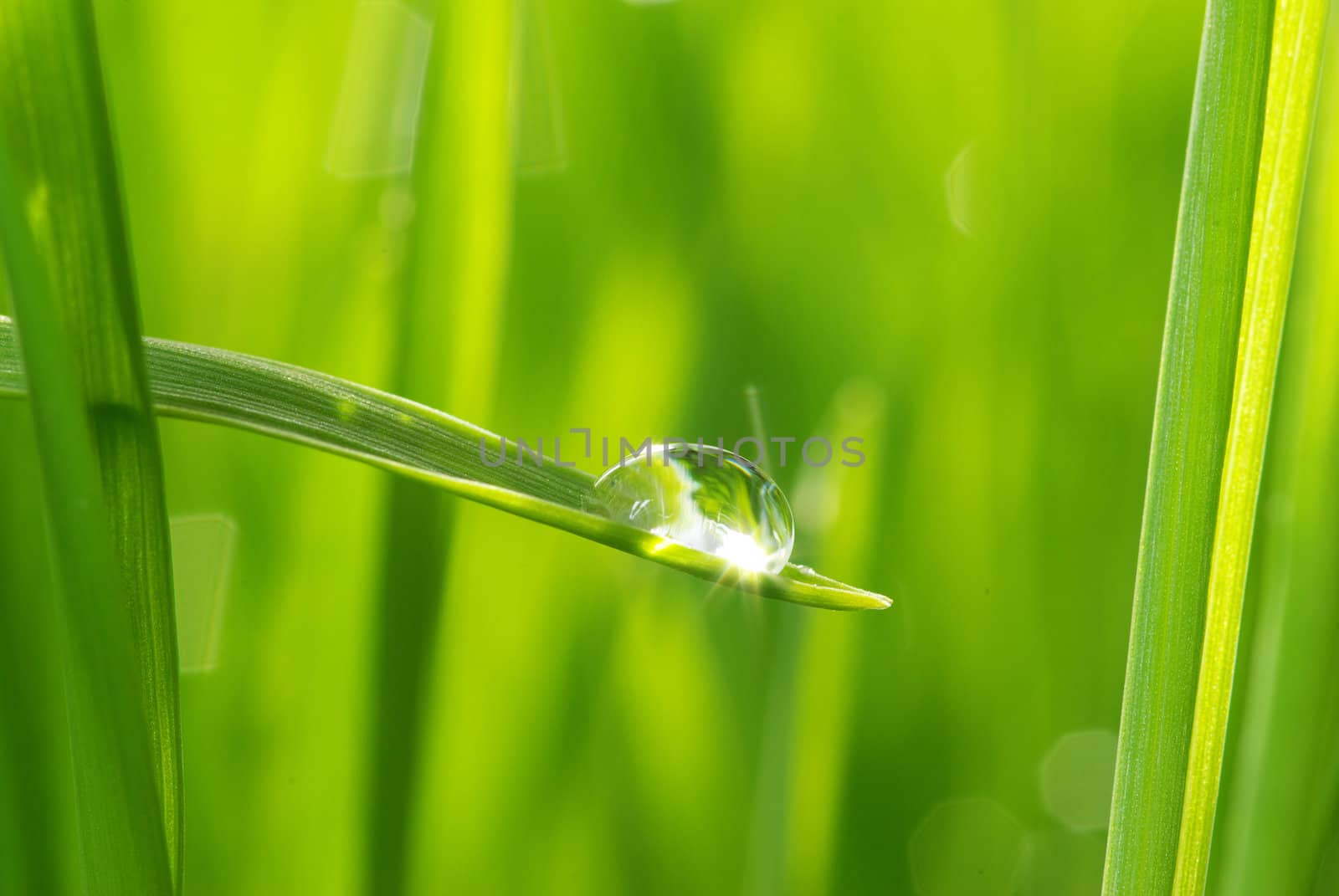 Dew drop on a blade of grass 