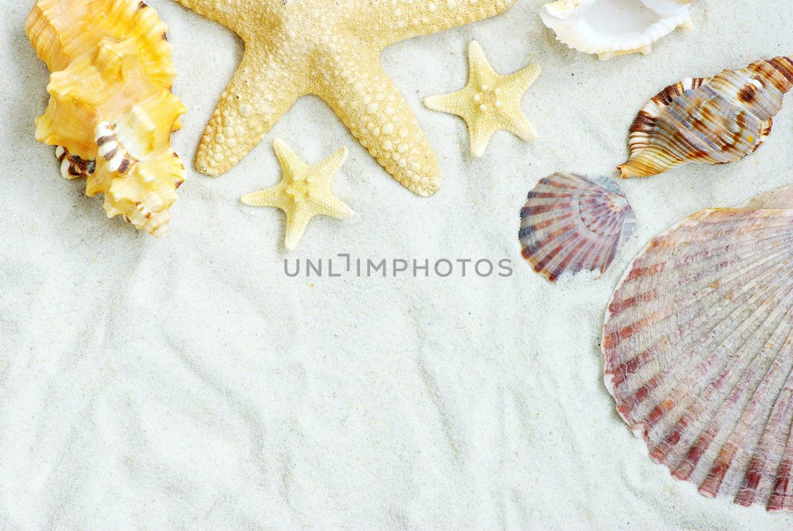 starfish and shells on the beach