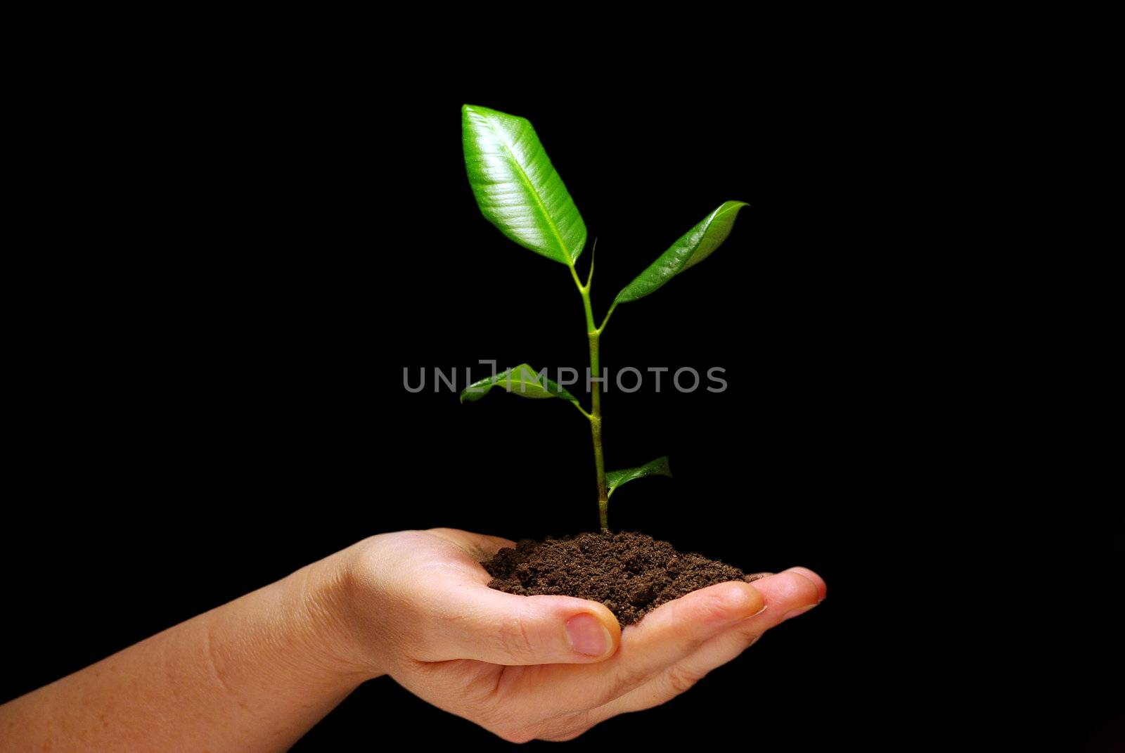 Hands holding plant in soil on black