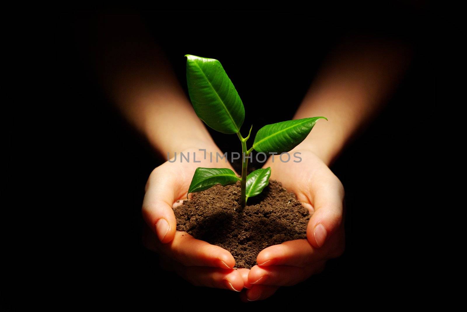 Hands holdings a little green plant on a black background