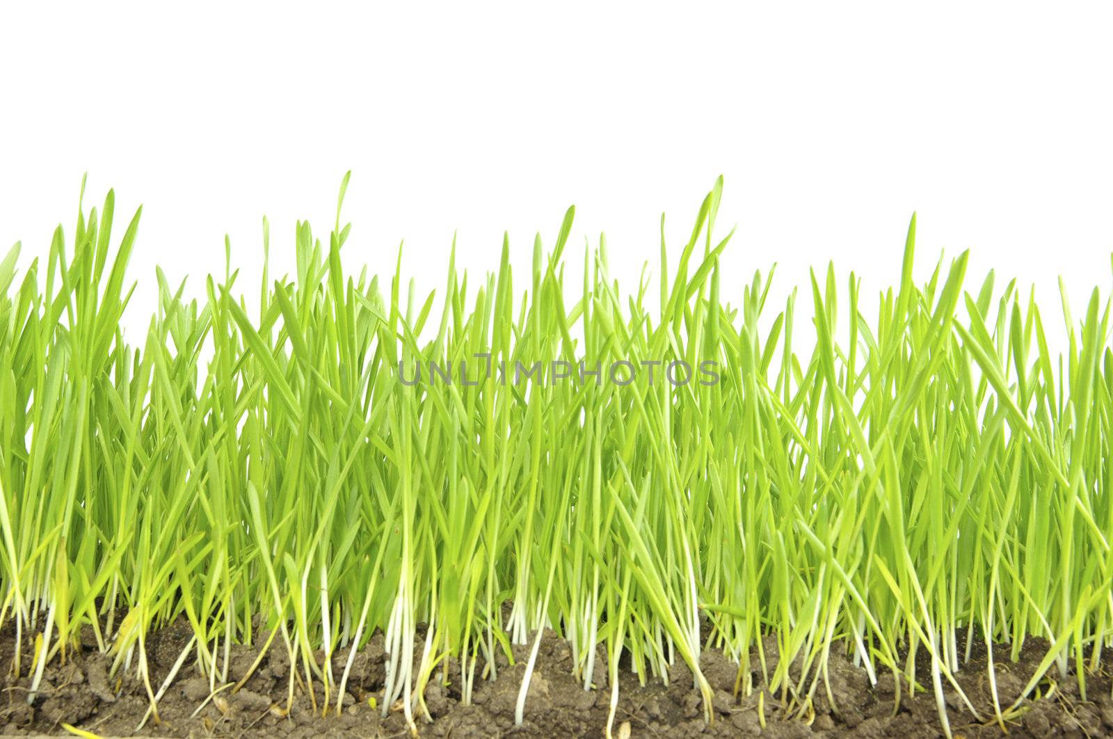 Green lawn isolated on white background