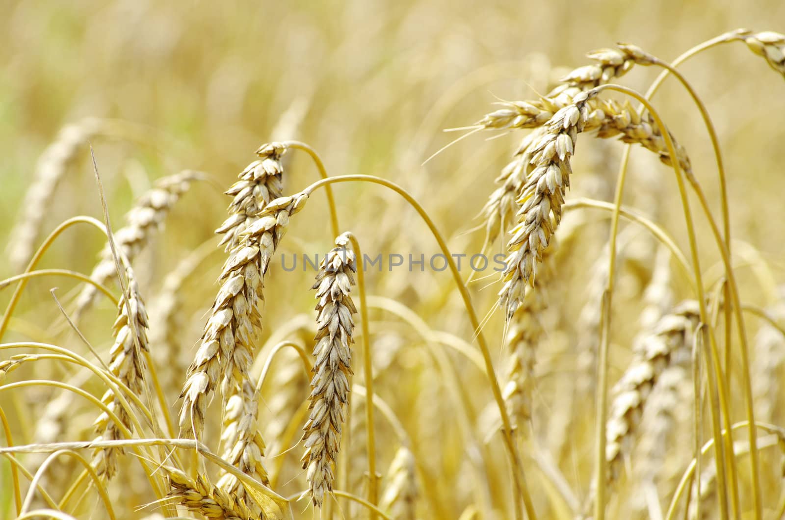 golden wheat field in summer