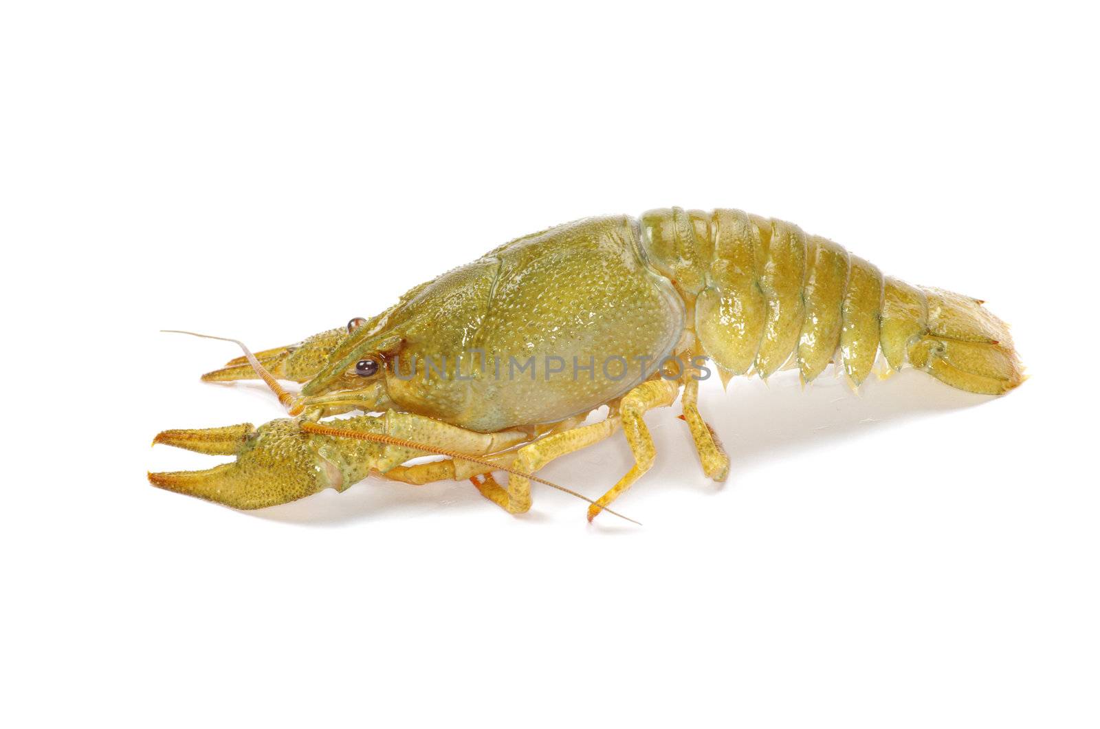 crawfish on a white background