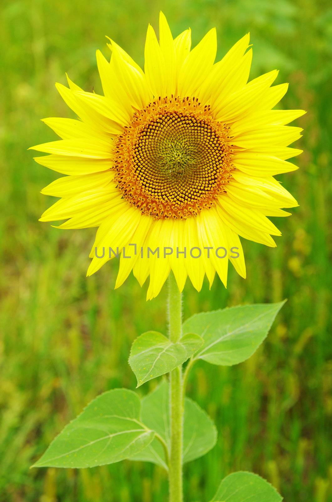 Closeup of a bright yellow sunflowers