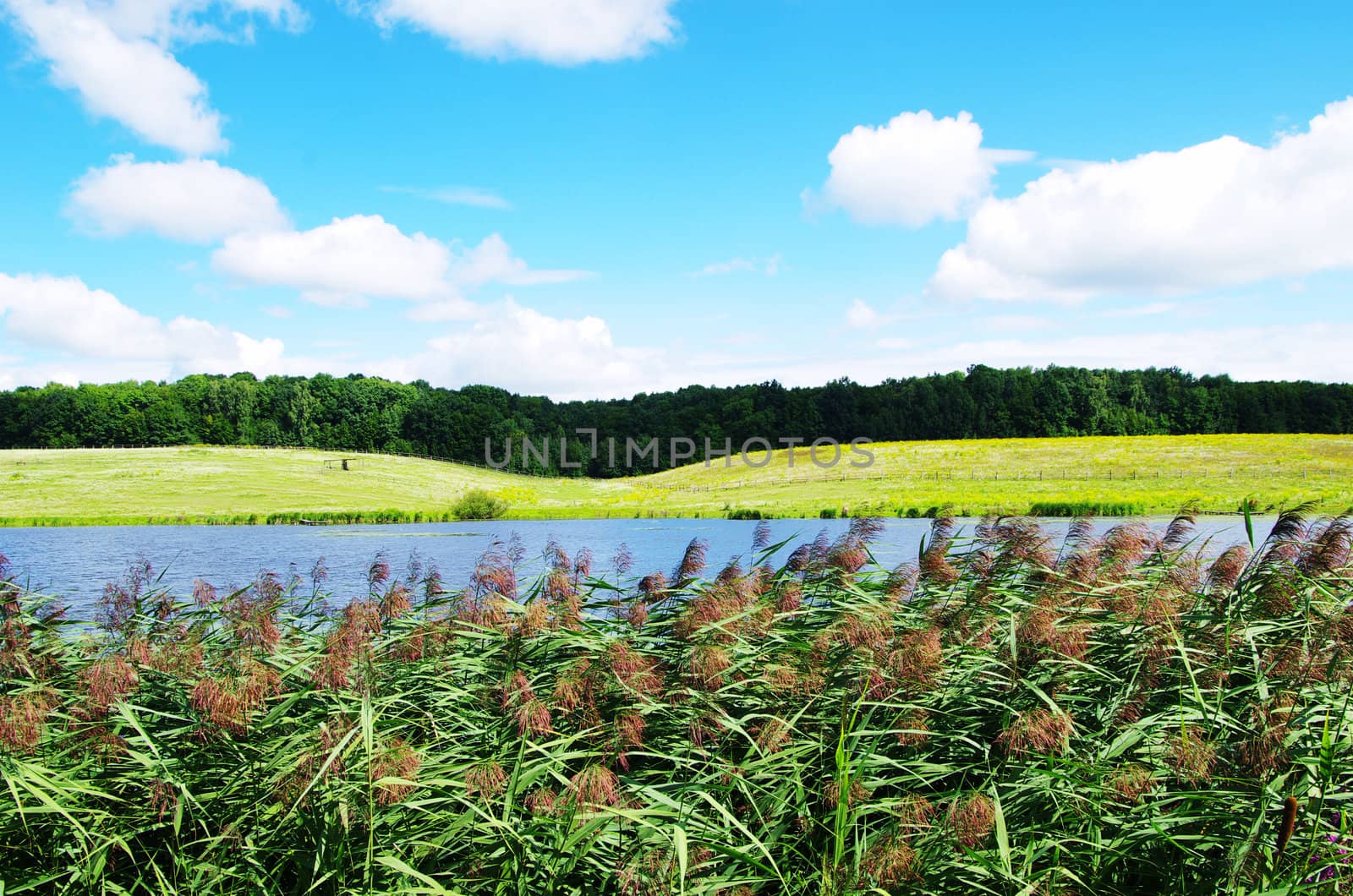 field on a background of the blue sky