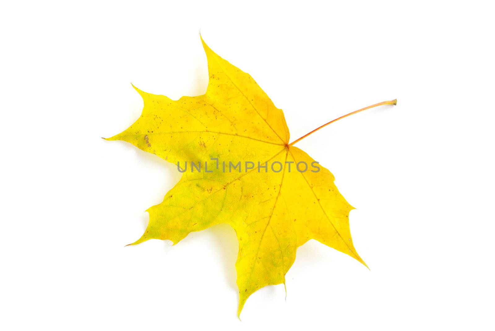 autumn maple leaf isolated on white background