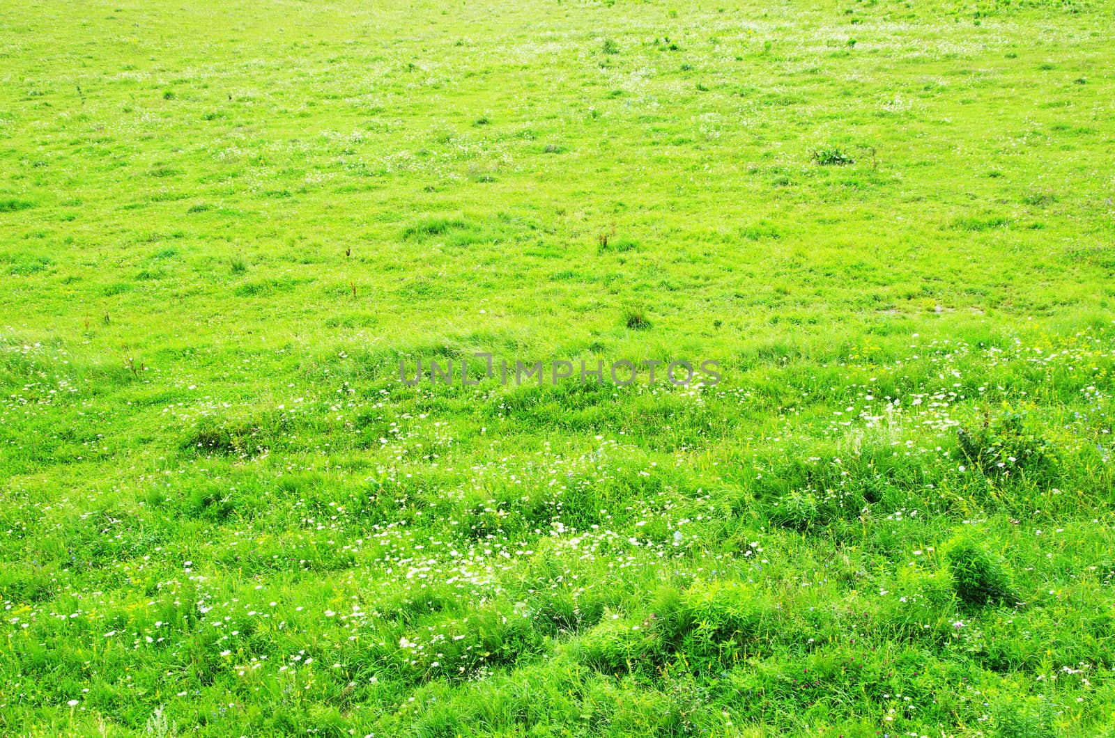 green grass texture from a  field           