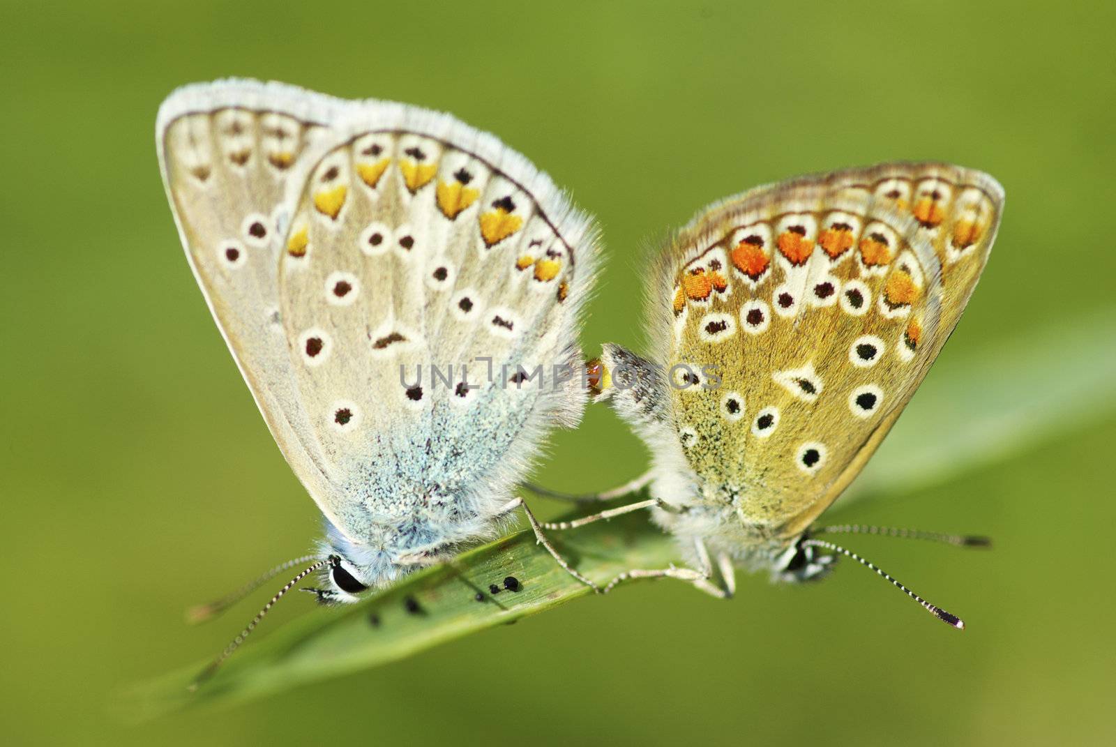  butterfly on a green leaf
