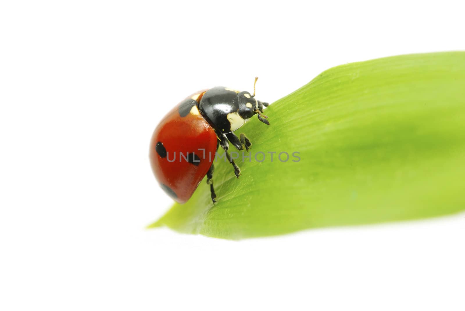 red ladybug on green grass isolated on white