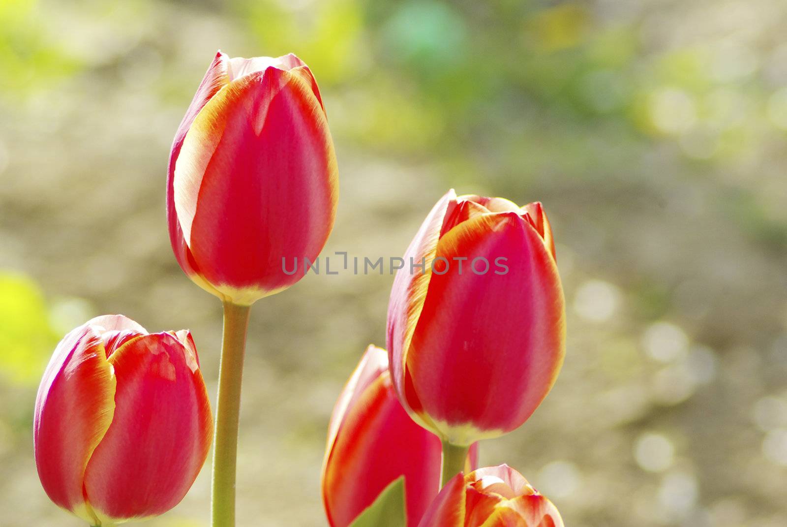  Beautiful red tulips in the garden