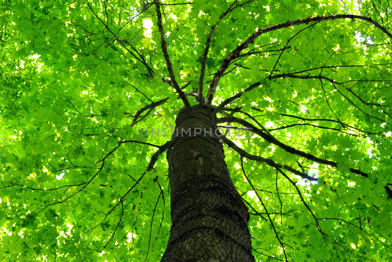 green forest background in a sunny day