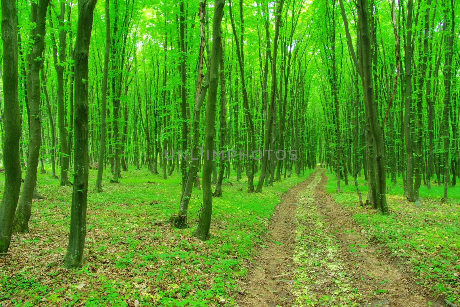a path is in the green forest