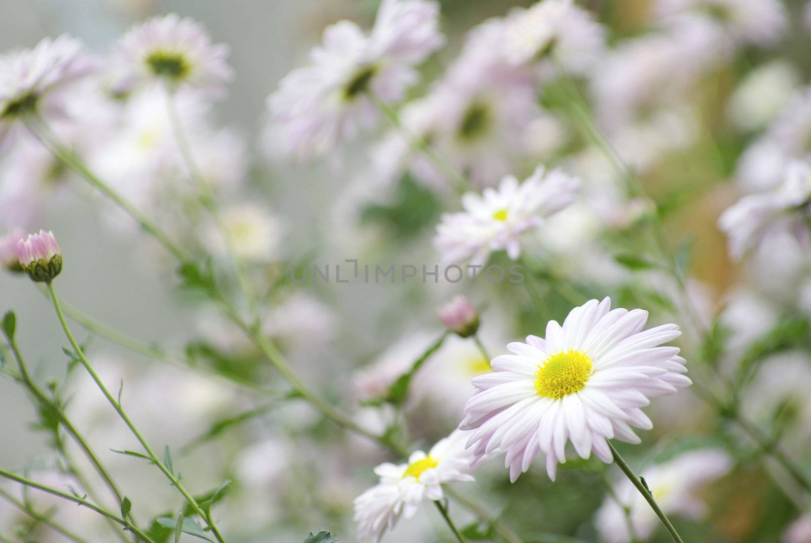white flowers on green background