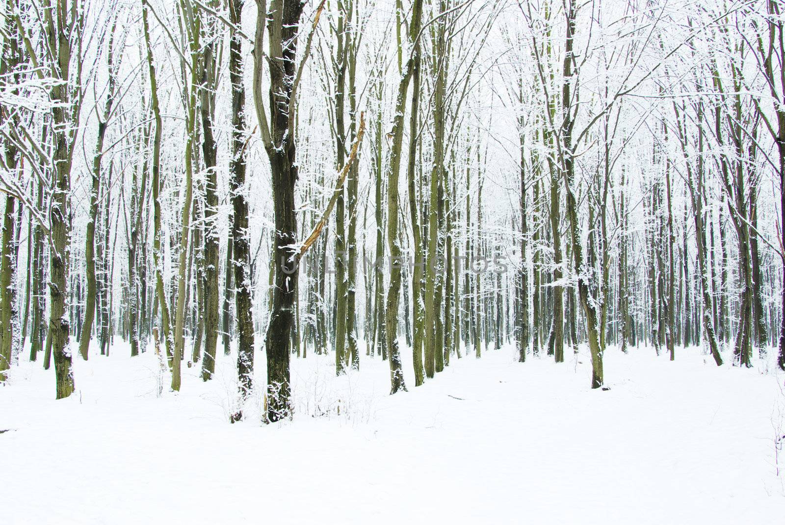 beautiful winter forest  and the road