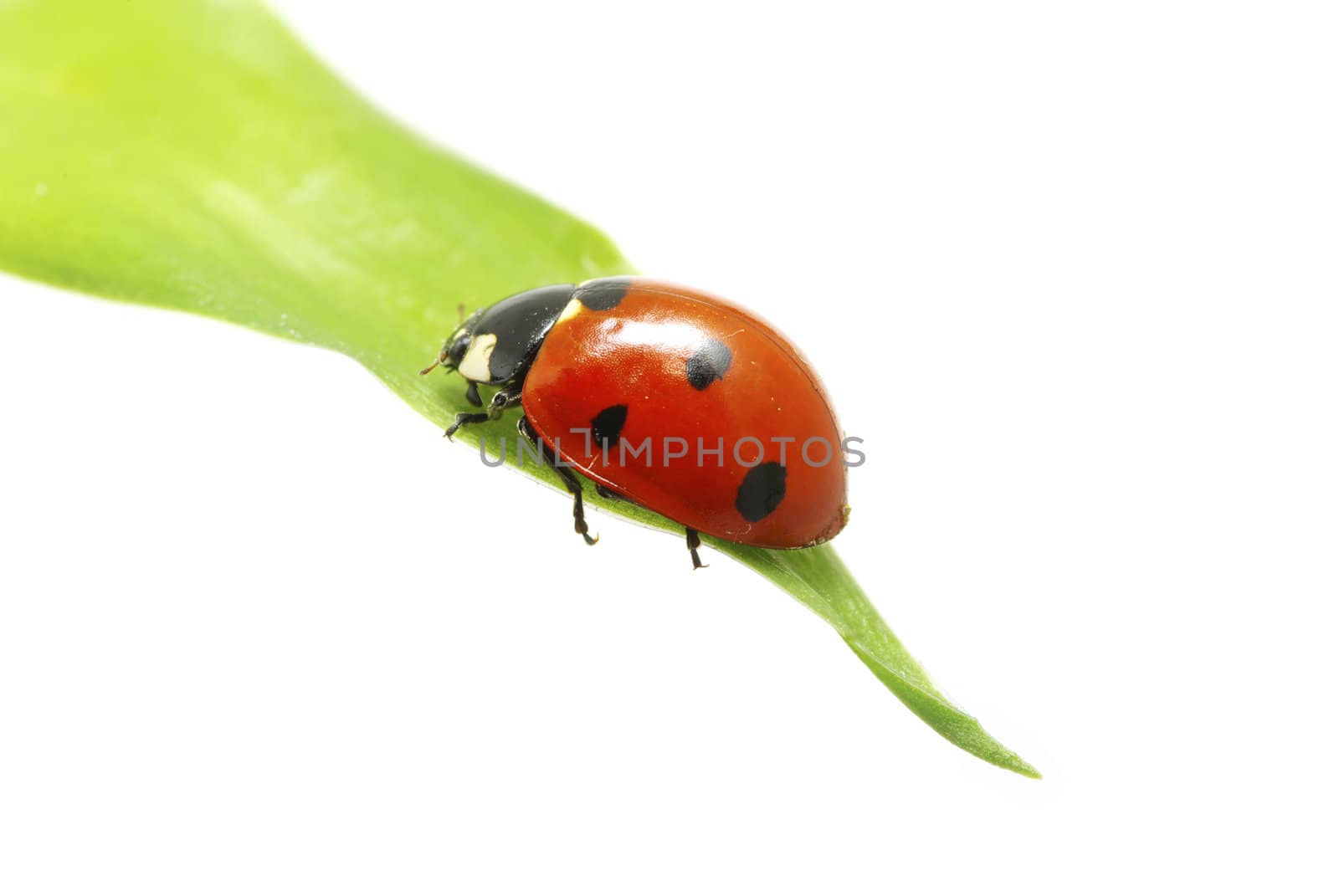red ladybug on green grass isolated on white