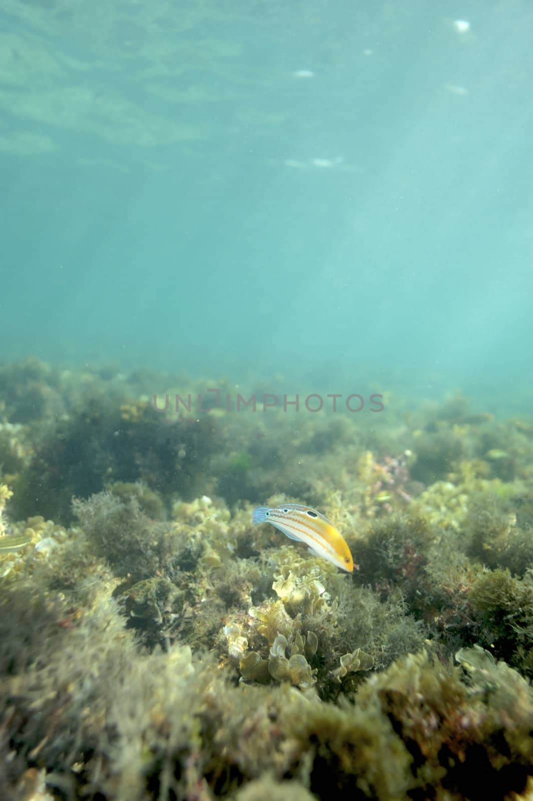 Scuba diving with underwater view.