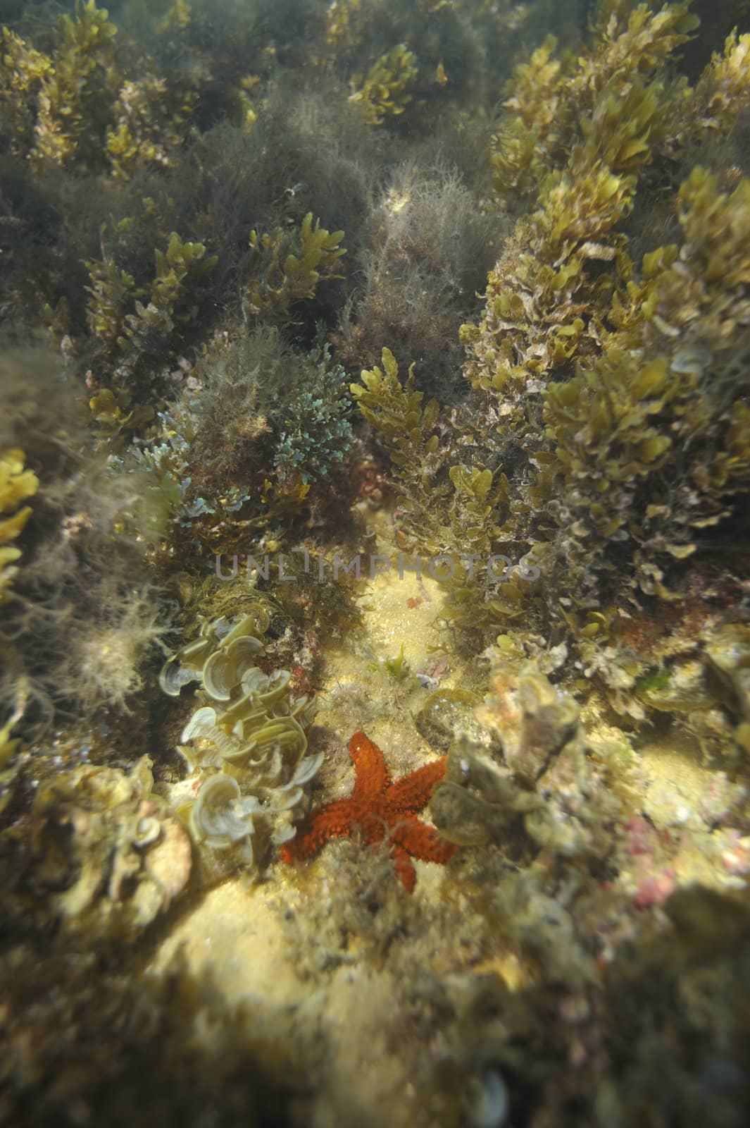 Scuba diving with underwater view.