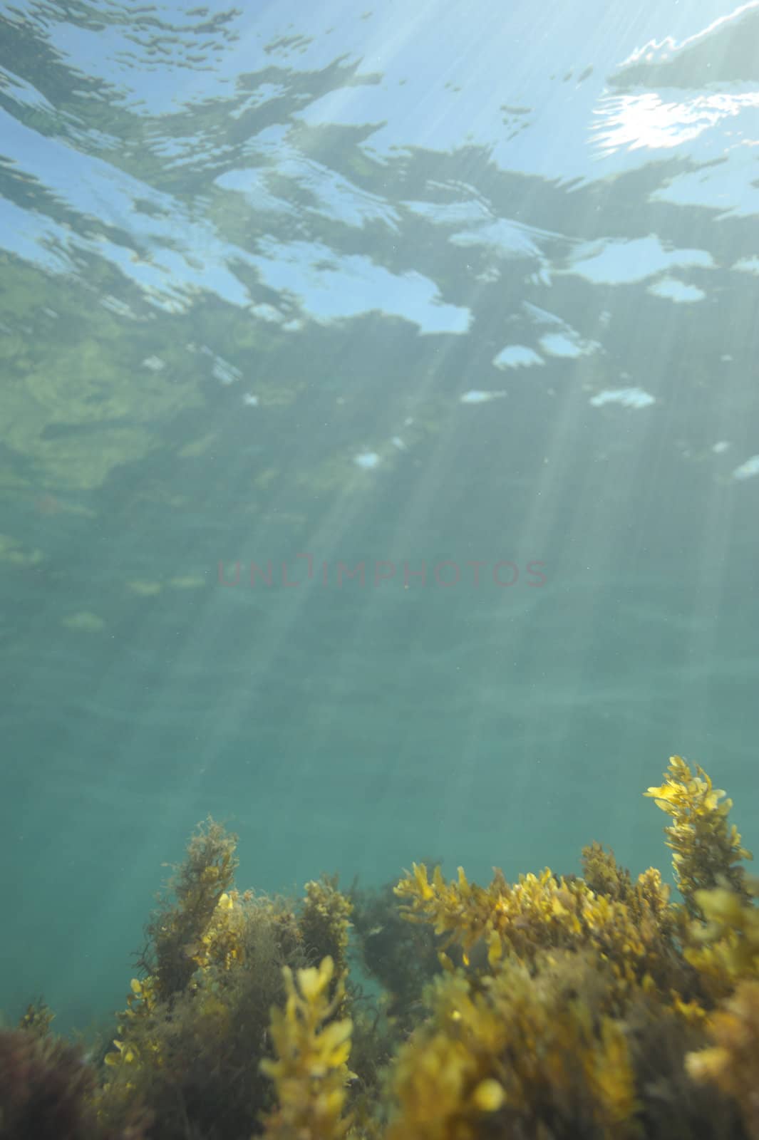 Scuba diving with underwater view.