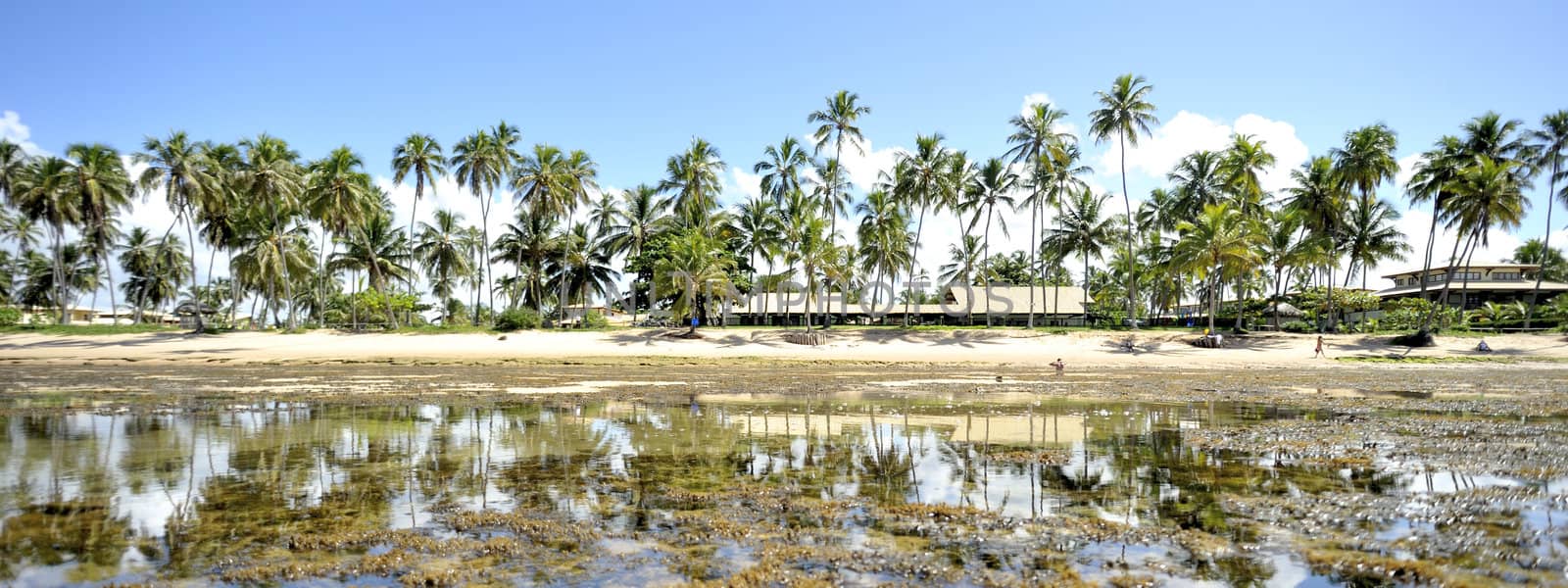Praia do forte in Salavador de Bahia state, Brazil