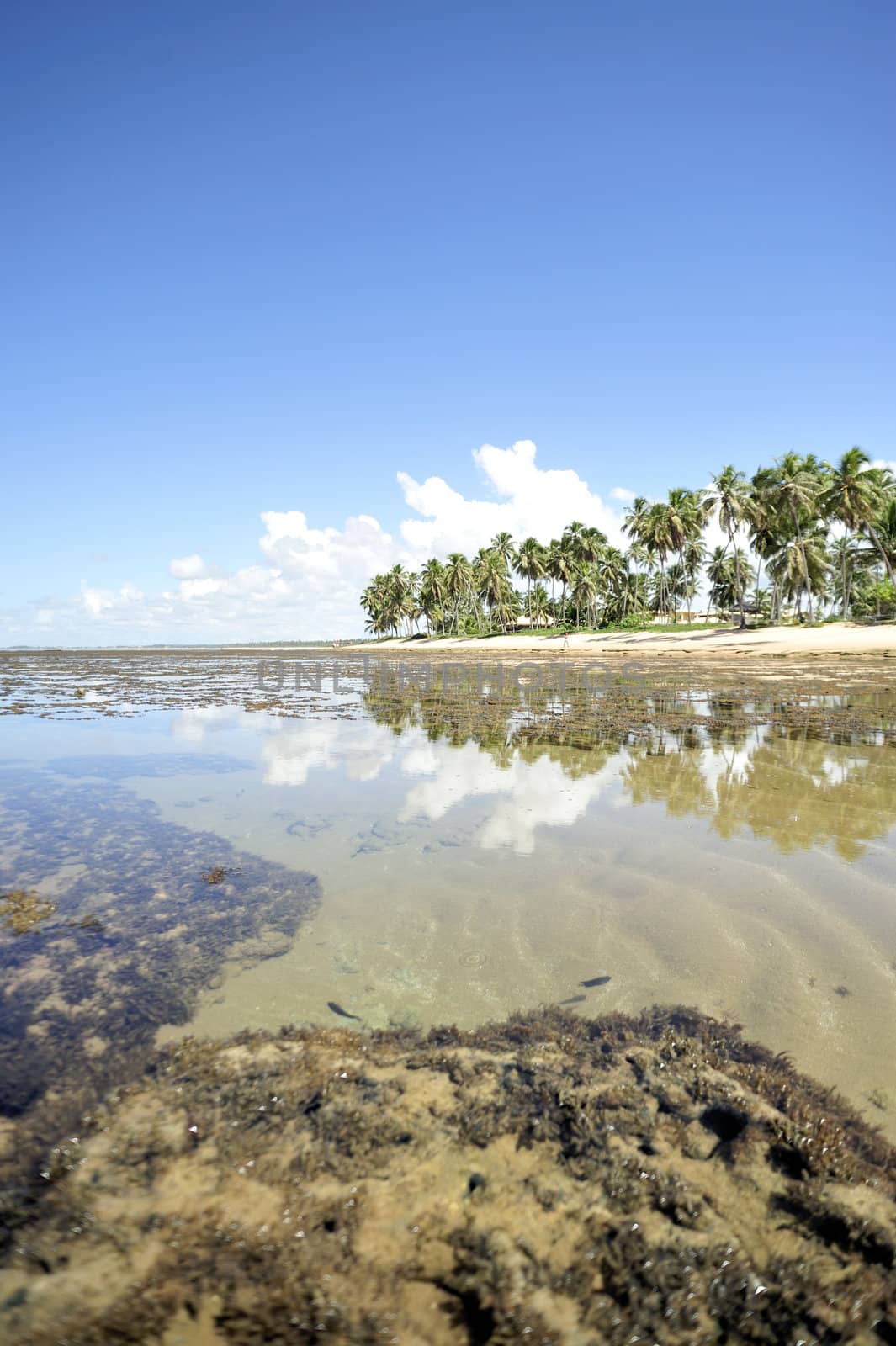 Praia do forte in Salavador de Bahia state, Brazil