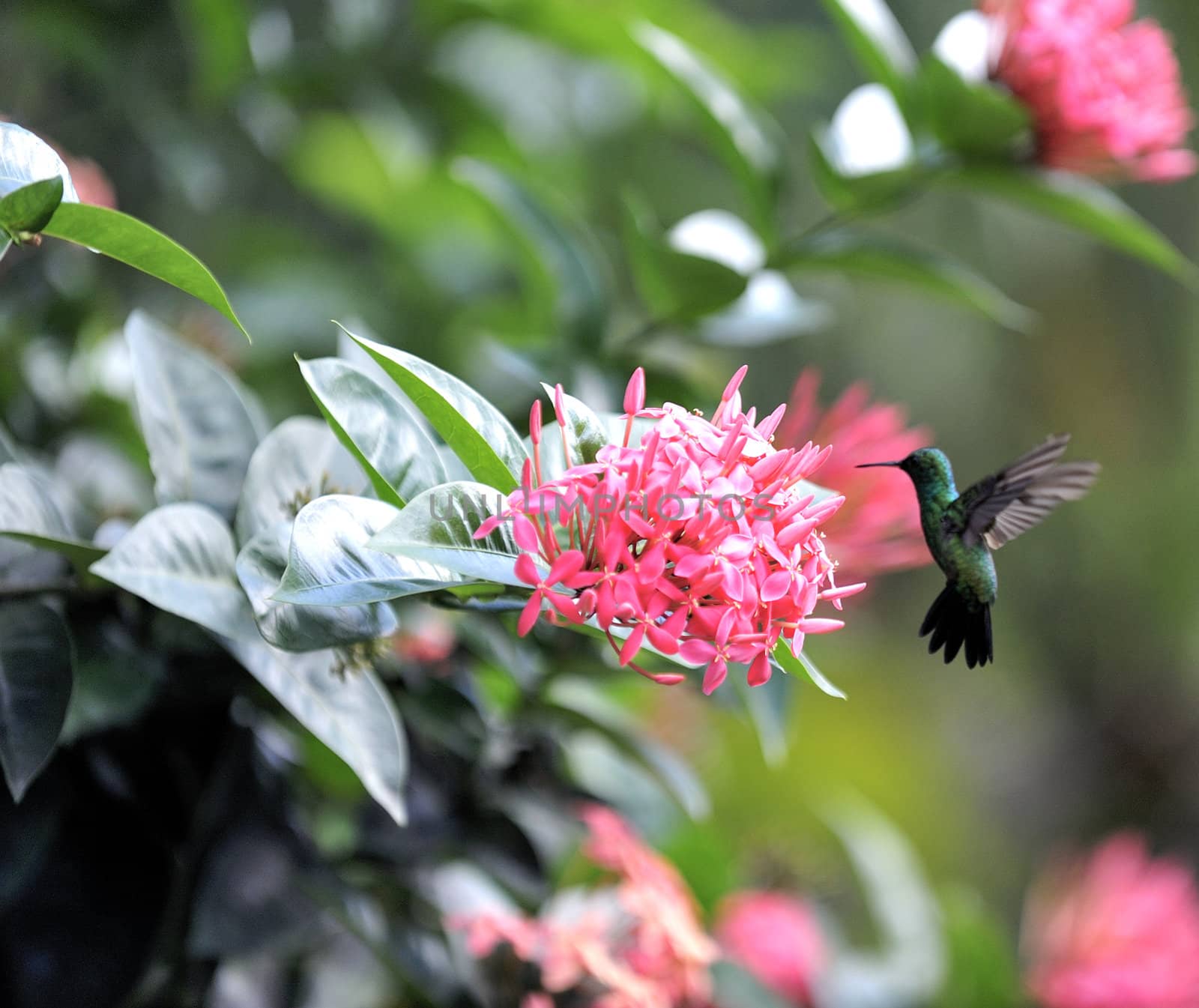 Colibri taking pollen, brazil