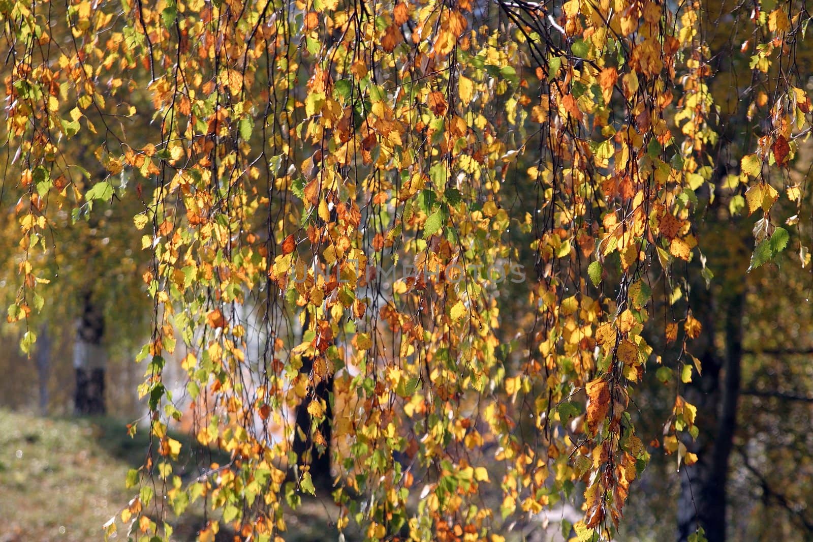 Yellow leaf autumn by ia_64