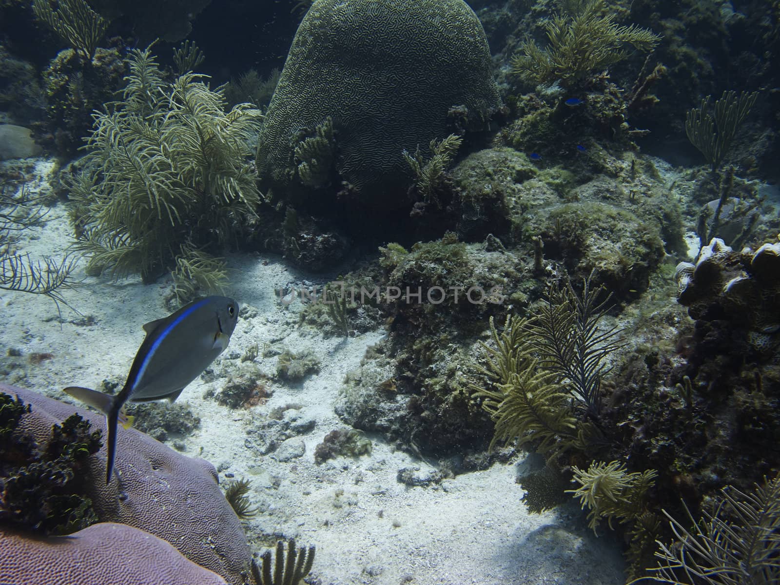Lonely bar jack swimming in a coral reef