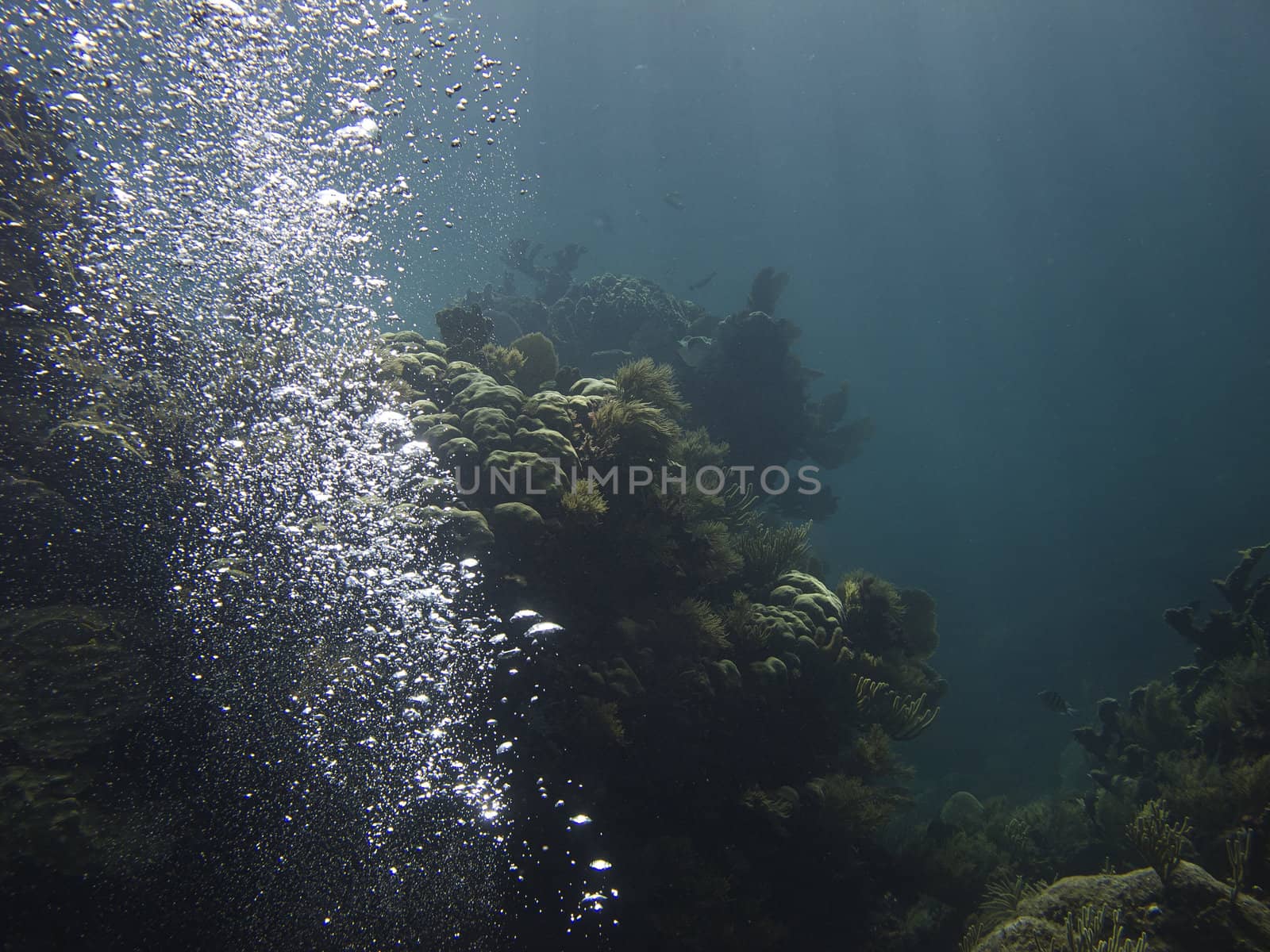 Coral reef at the bottom of the ocean with scuba diver bubble