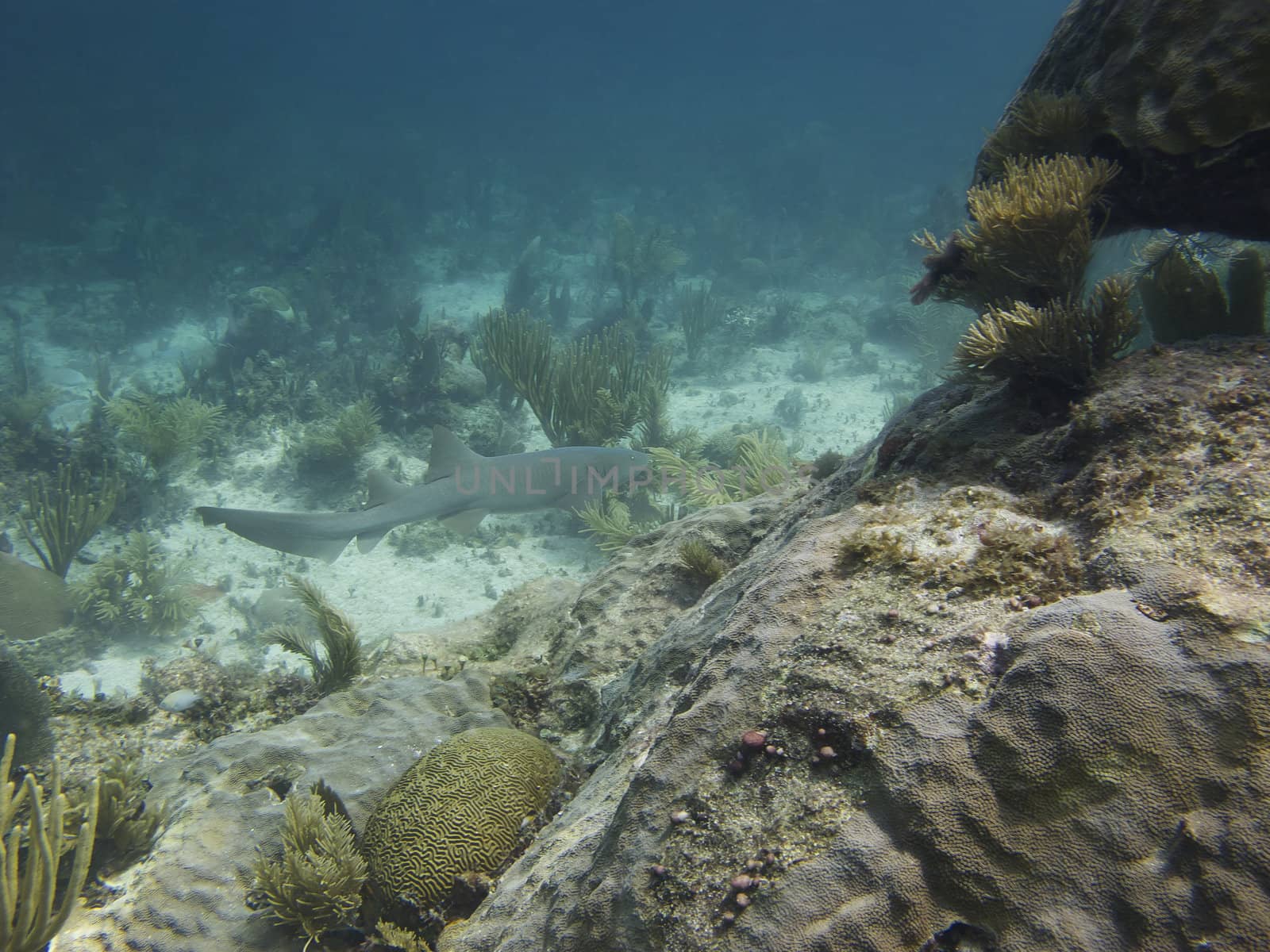 underwater shot of a nurse shark swimming in a coral reef