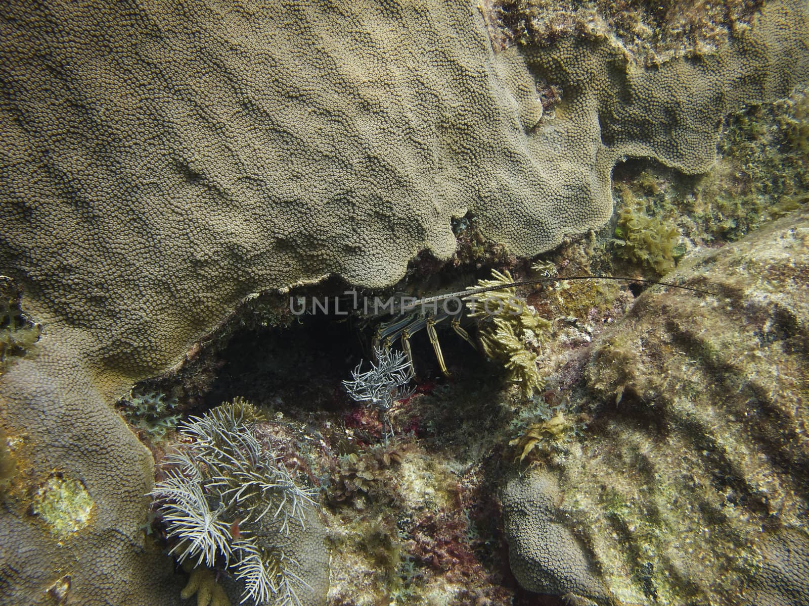 Langoustine hidden in the crack of a rock around a coral reef