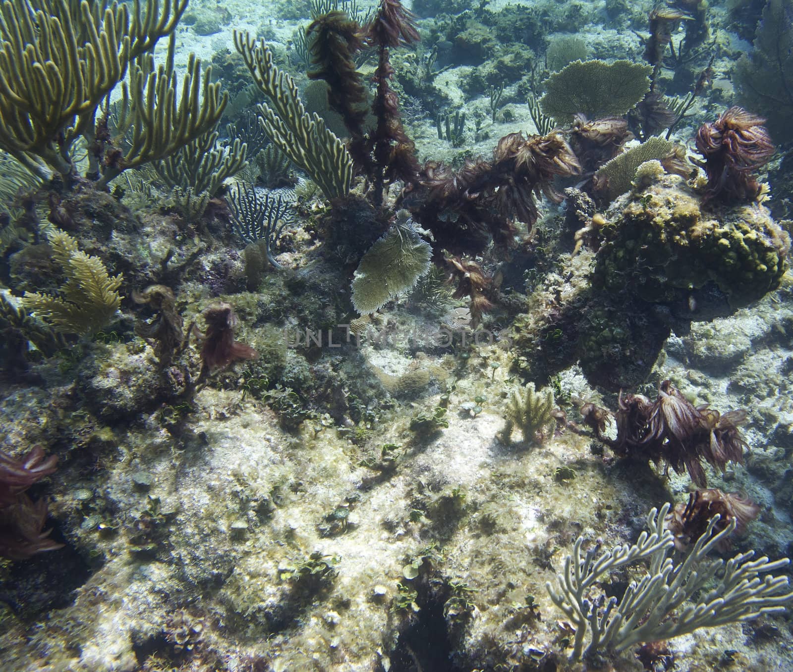 Coral reef at the bottom of the ocean floor