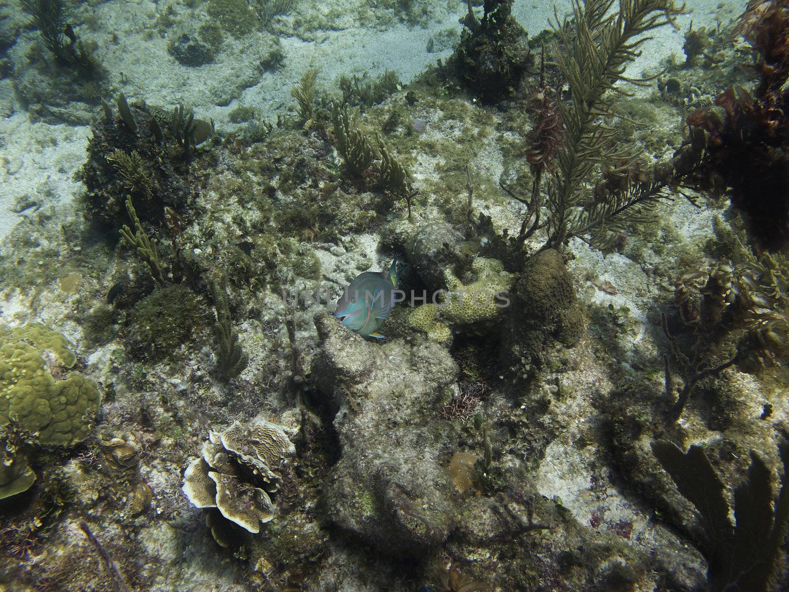 Parrot fish eating some coral