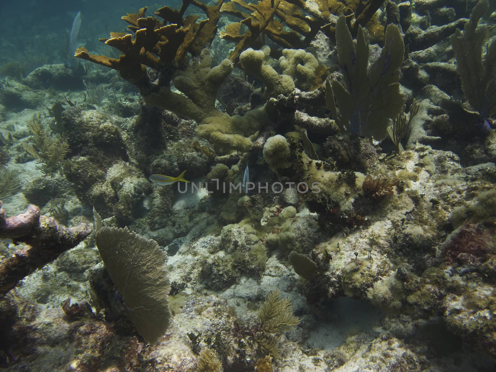 Coral reef home of many species of fish