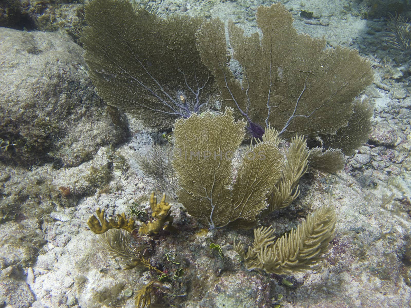 Coral reef at the bottom of the ocean floor