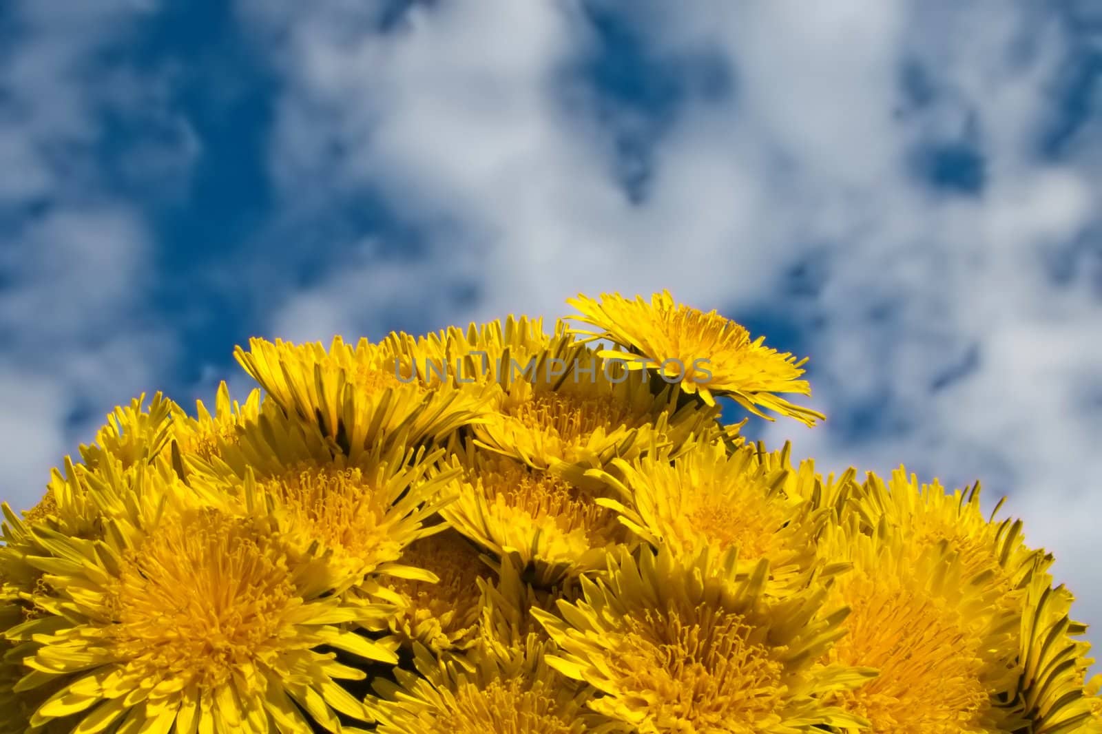 Flower on blue sky at summer