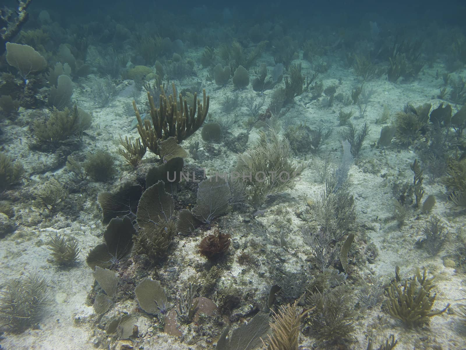 Coral reef at the bottom of the ocean floor