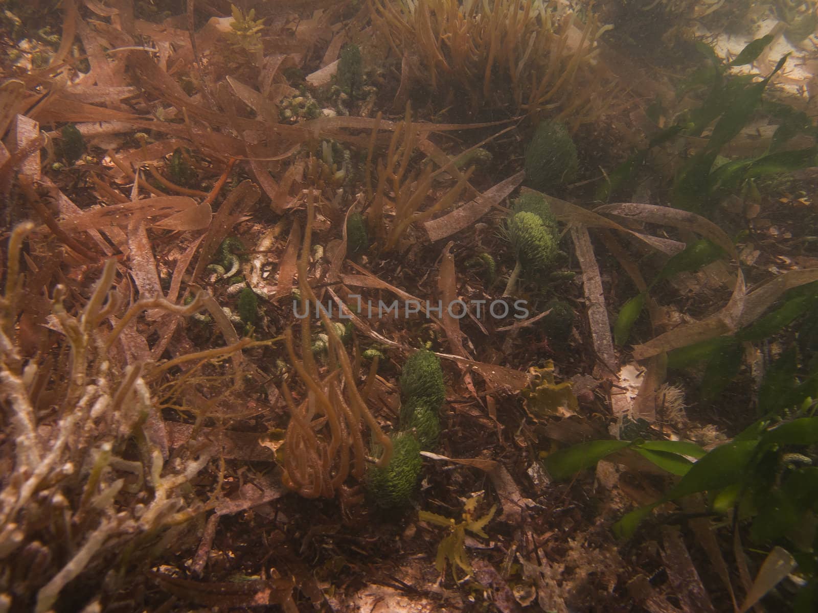 Red and green algea at the bottom of the sea
