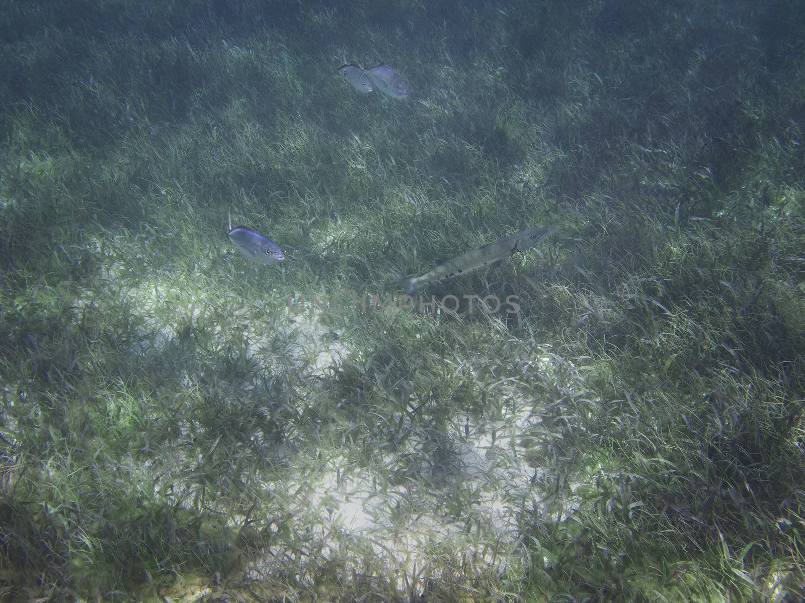 Barracuda swimming with other fish on the bottom of the ocean