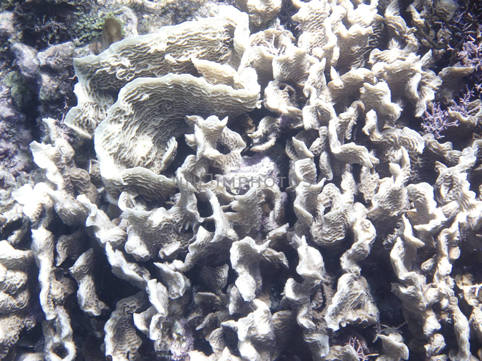 Close up of a coral