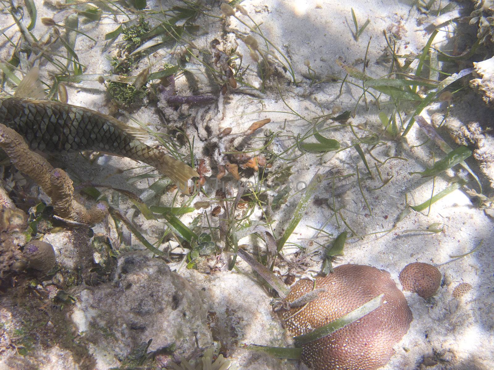 tail end of an unknow fish
