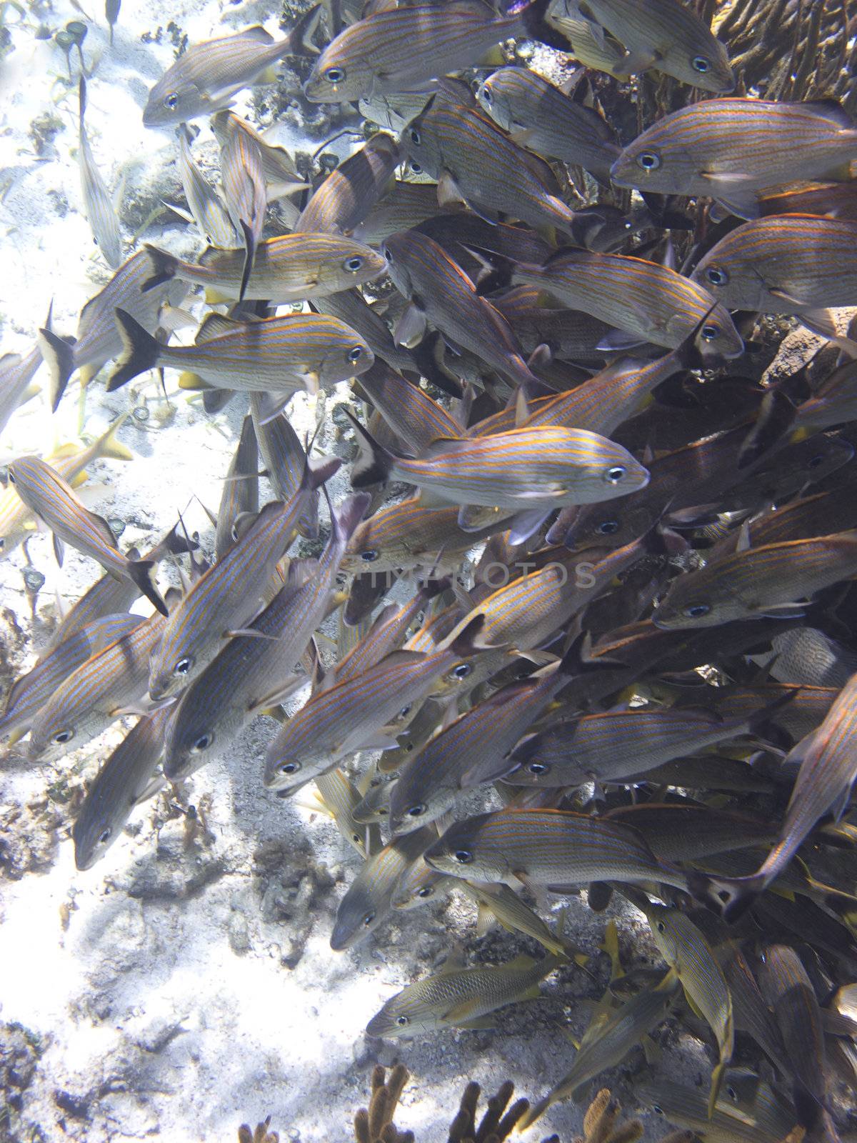 School of French grunt around a coral in the carribean sea