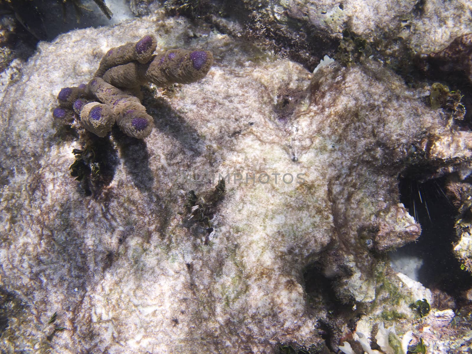 Top view of a coral reef