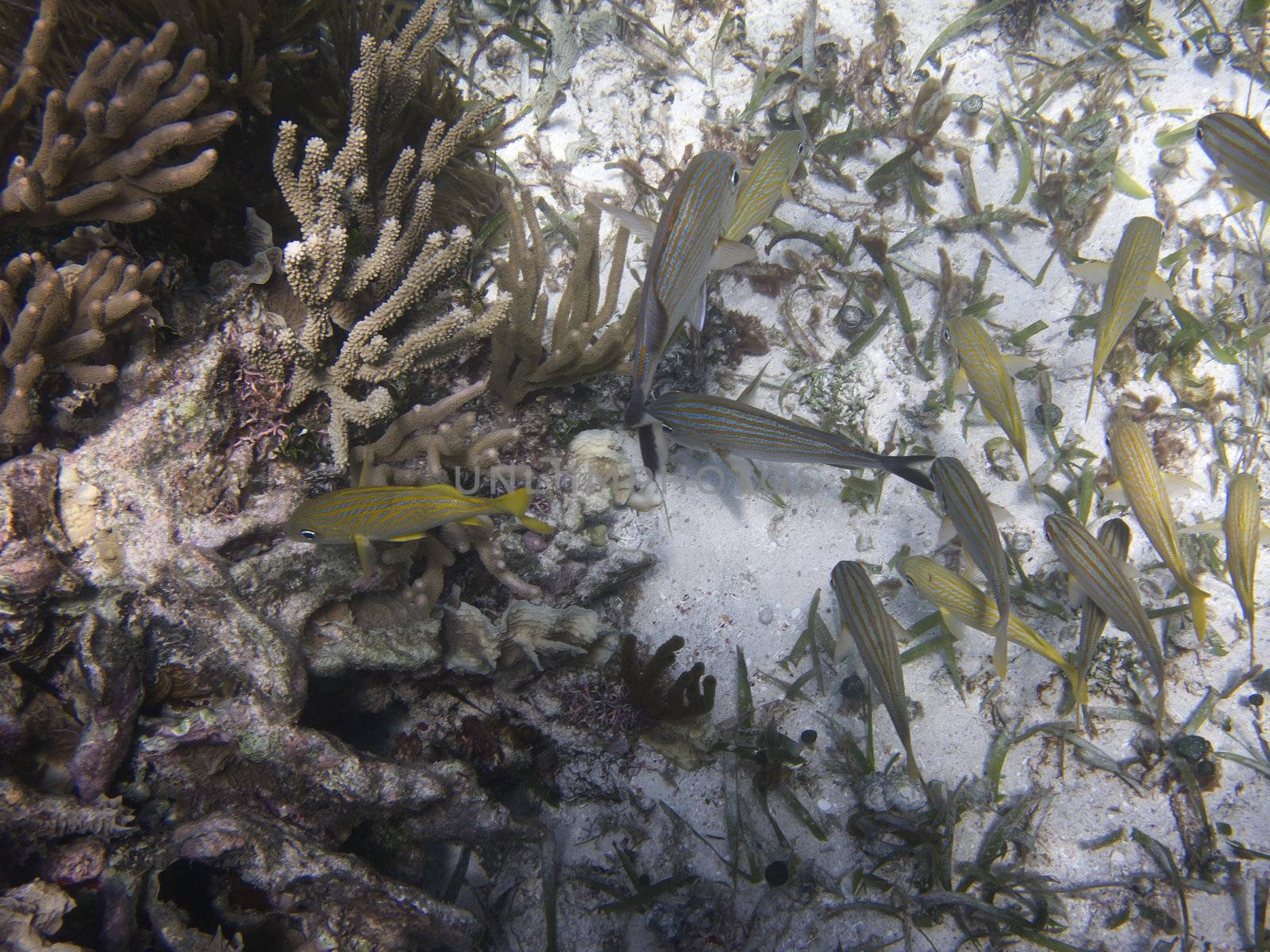 Haemulon flavolineatum view from the top swimming in a coral reef
