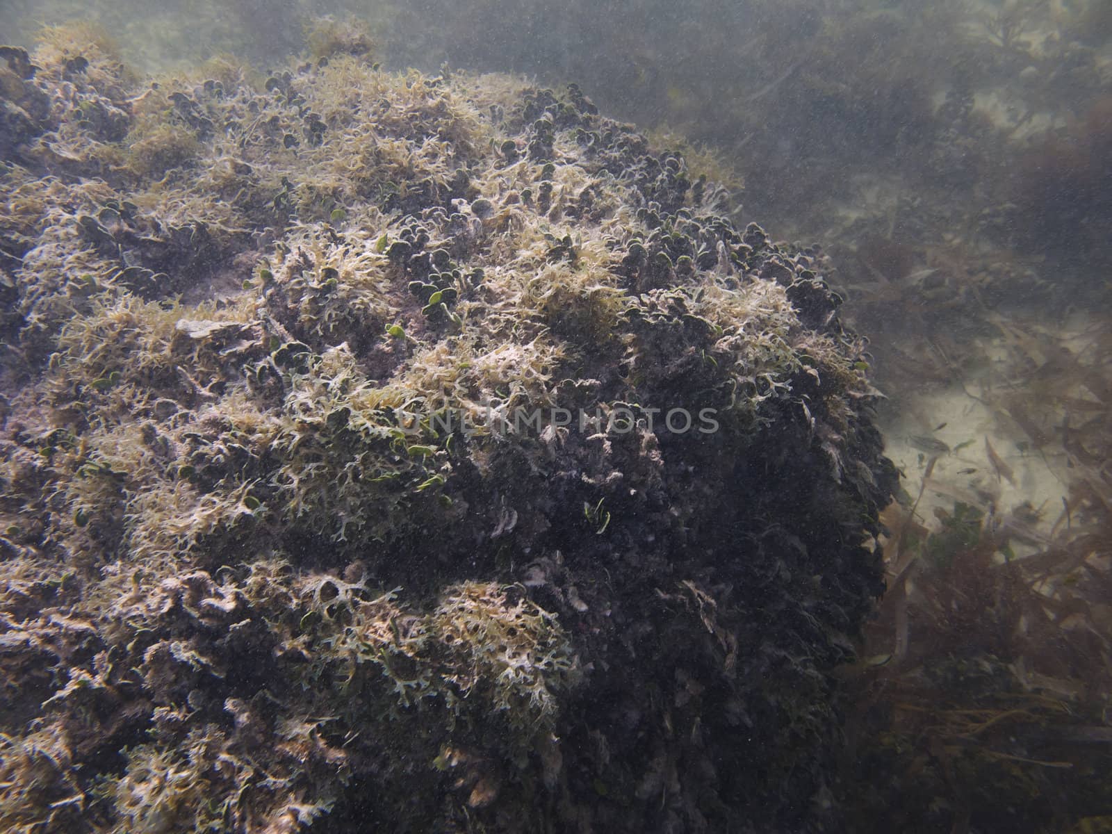 Big coral rock full of algea