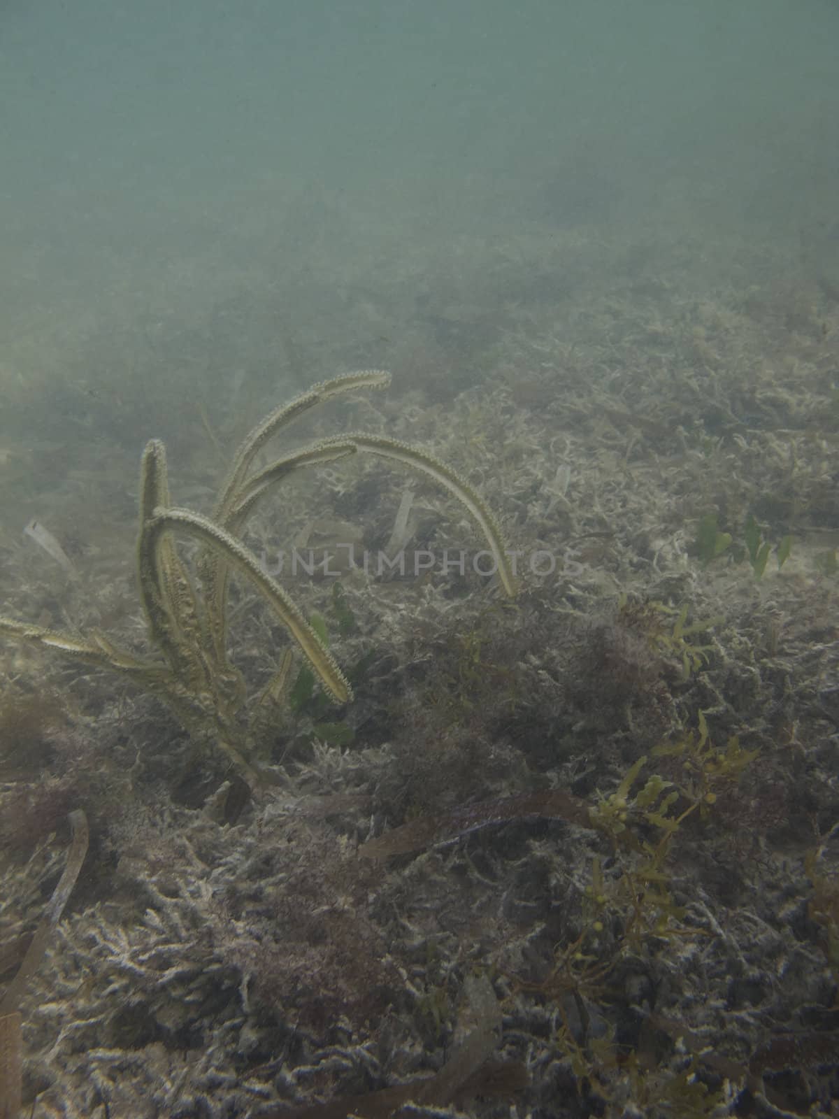 landscape view of seaweed underwater